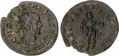 Image of Carinus