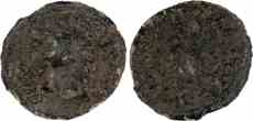 Image of Carausius