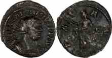 Image of Carausius